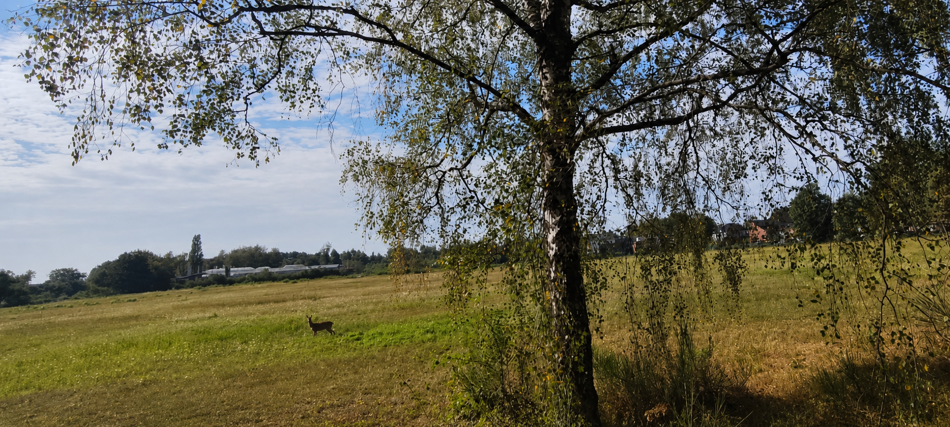 Fotomontage eines Rehs auf der echten Wiesenfläche am markanten Birkenrand